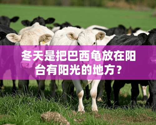 冬天是把巴西龟放在阳台有阳光的地方？