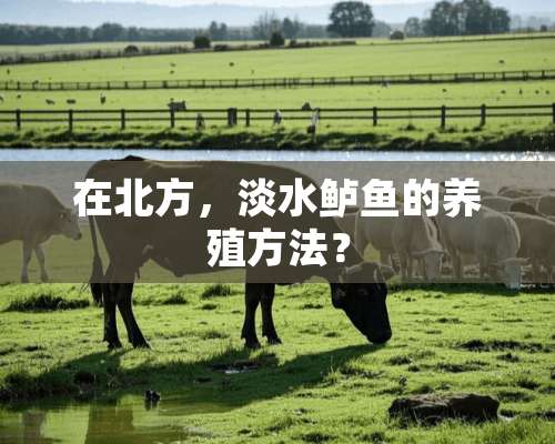 在北方，淡水鲈鱼的养殖方法？