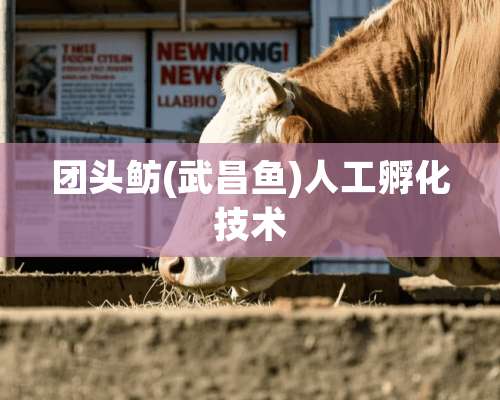 团头鲂(武昌鱼)人工孵化技术