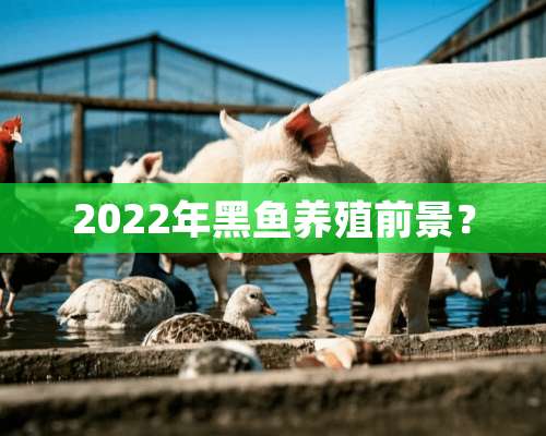 2022年黑鱼养殖前景？