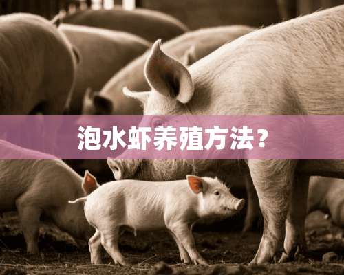 泡水虾养殖方法？