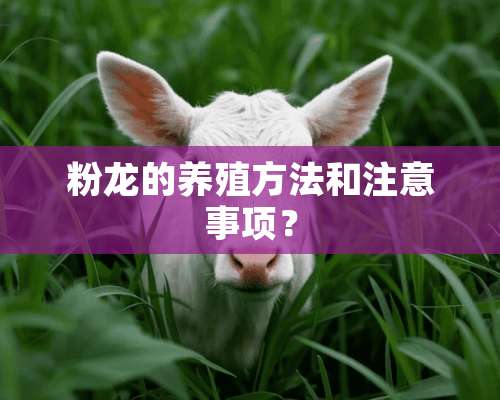 粉龙的养殖方法和注意事项？