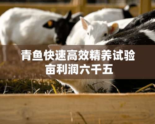 青鱼快速高效精养试验 亩利润六千五