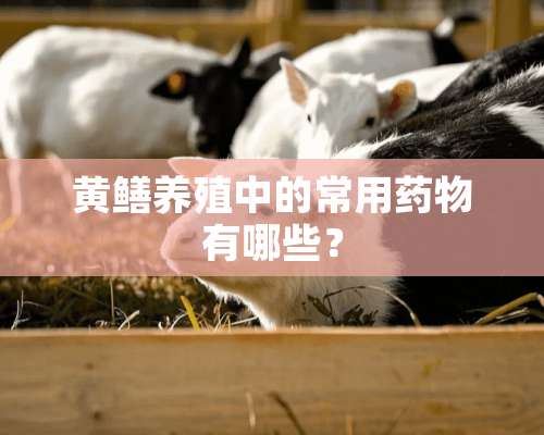 黄鳝养殖中的常用药物有哪些？