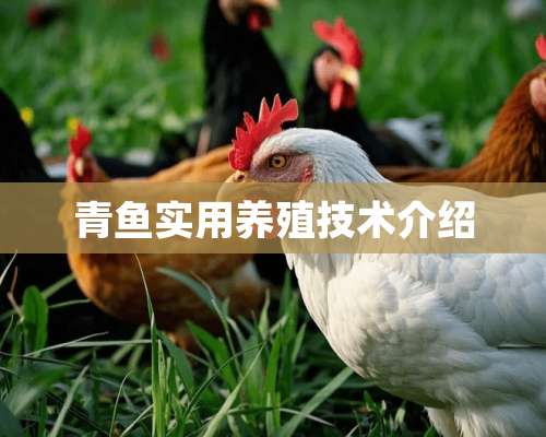 青鱼实用养殖技术介绍