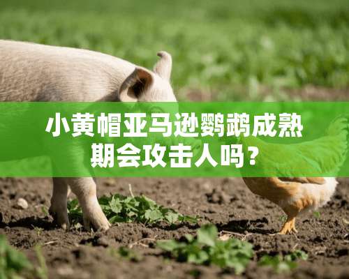 小黄帽亚马逊鹦鹉成熟期会攻击人吗？