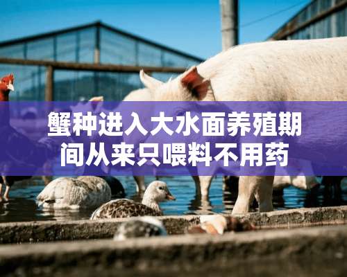 蟹种进入大水面养殖期间从来只喂料不用药