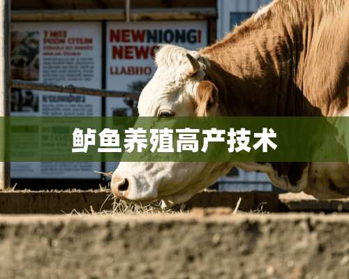 鲈鱼养殖高产技术