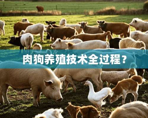 肉狗养殖技术全过程？