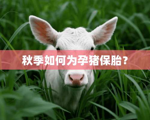 秋季如何为孕猪保胎？