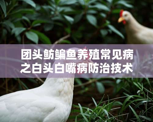 团头鲂鳊鱼养殖常见病之白头白嘴病防治技术