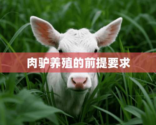 肉驴养殖的前提要求