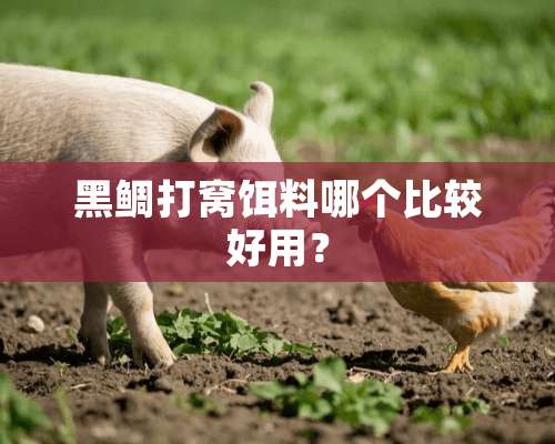 黑鲷打窝饵料哪个比较好用？