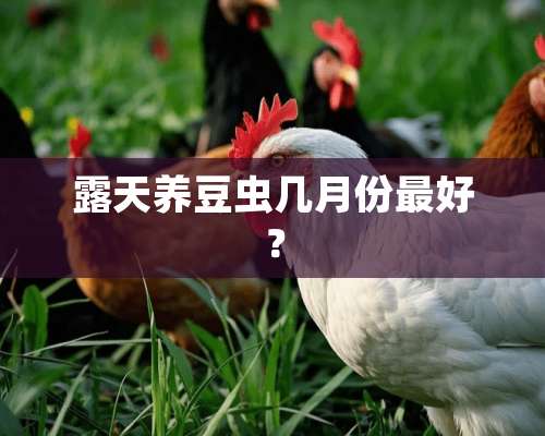 露天养豆虫几月份最好？