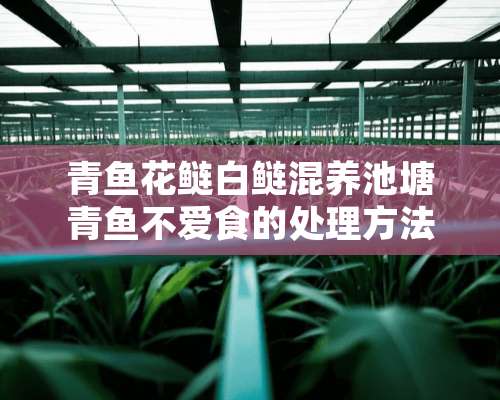 青鱼花鲢白鲢混养池塘青鱼不爱食的处理方法