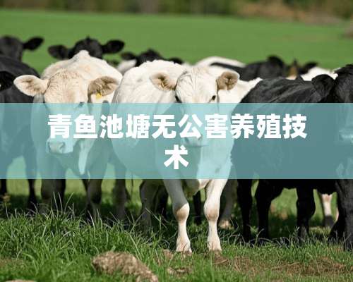 青鱼池塘无公害养殖技术