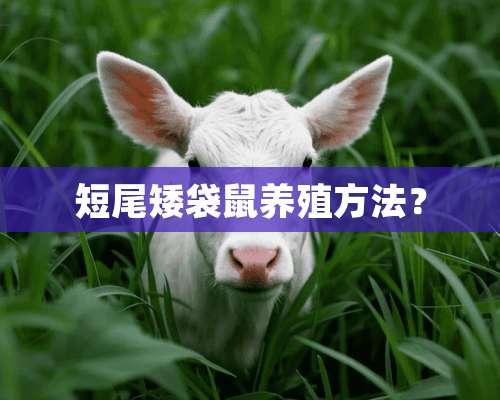 短尾矮袋鼠养殖方法？