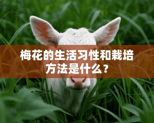 梅花的生活习性和栽培方法是什么？