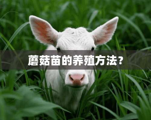 蘑菇苗的养殖方法？