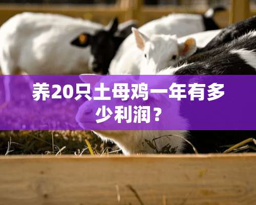 养20只土母鸡一年有多少利润？