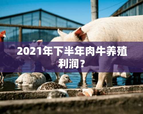 2021年下半年肉牛养殖利润？