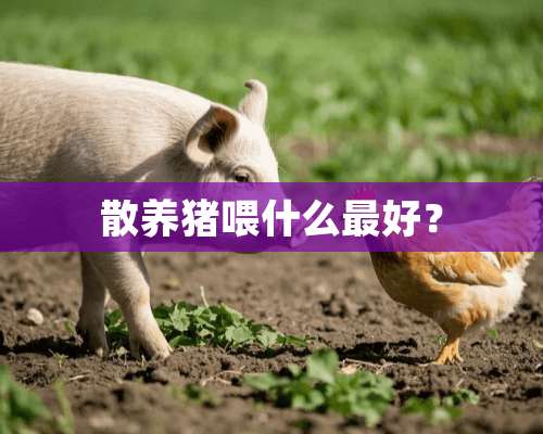 散养猪喂什么最好？