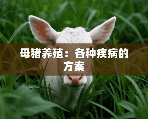 母猪养殖：各种疾病的方案