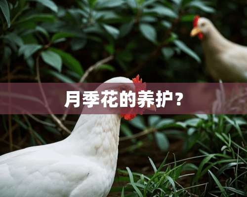 月季花的养护？