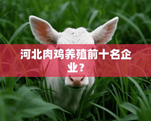 河北肉鸡养殖前十名企业？