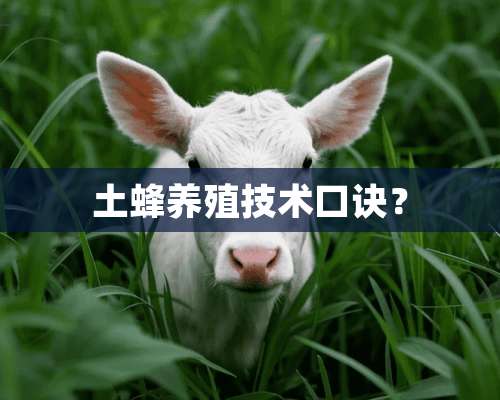 土蜂养殖技术口诀？