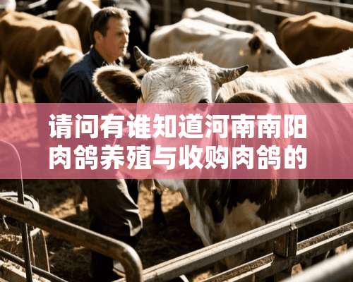 请问有谁知道河南南阳肉鸽养殖与收购肉鸽的朋友们