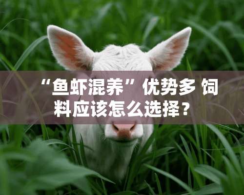 “鱼虾混养”优势多 饲料应该怎么选择？