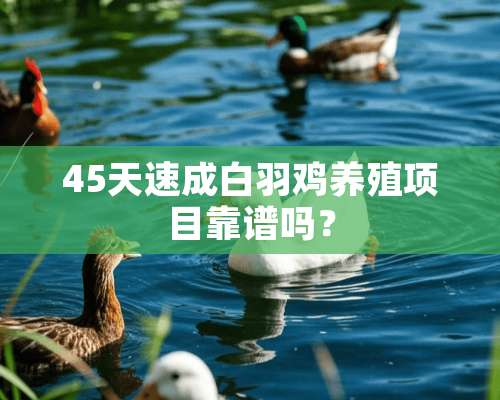 45天速成白羽鸡养殖项目靠谱吗？