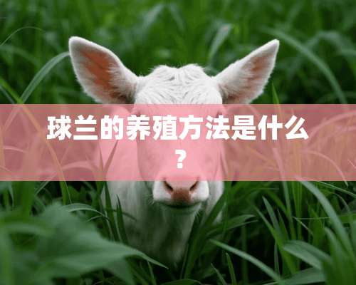 球兰的养殖方法是什么？