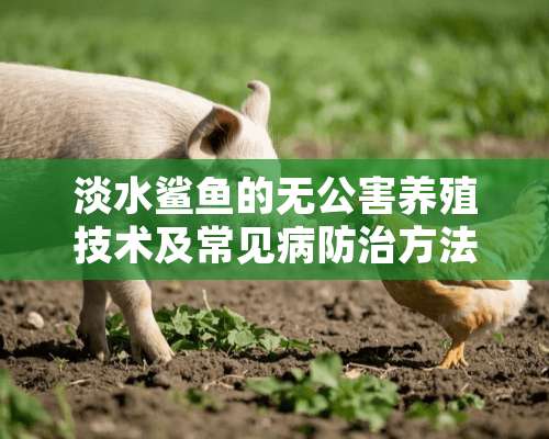 淡水鲨鱼的无公害养殖技术及常见病防治方法