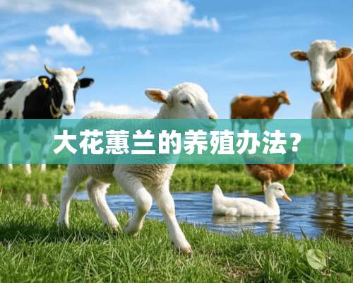 大花蕙兰的养殖办法？