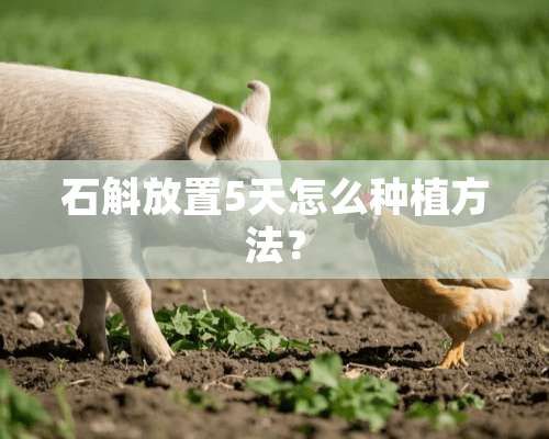 石斛放置5天怎么种植方法？