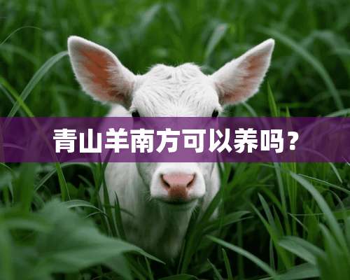 青山羊南方可以养吗？