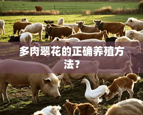 多肉翠花的正确养殖方法？