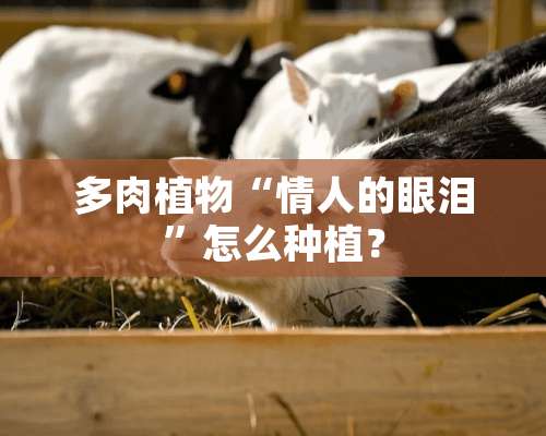 多肉植物“**的眼泪”怎么种植？