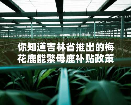 你知道吉林省推出的梅花鹿能繁母鹿补贴政策吗？