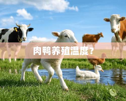 肉鸭养殖温度？