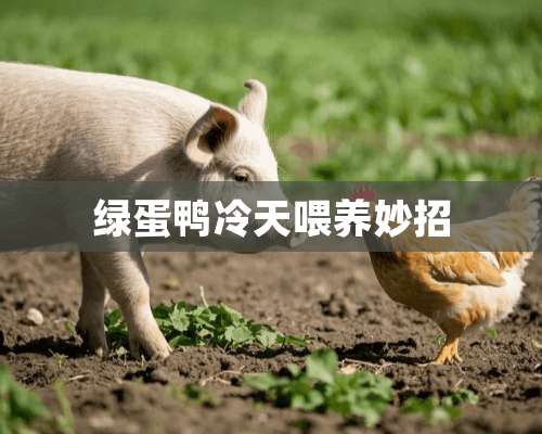 绿蛋鸭冷天喂养妙招