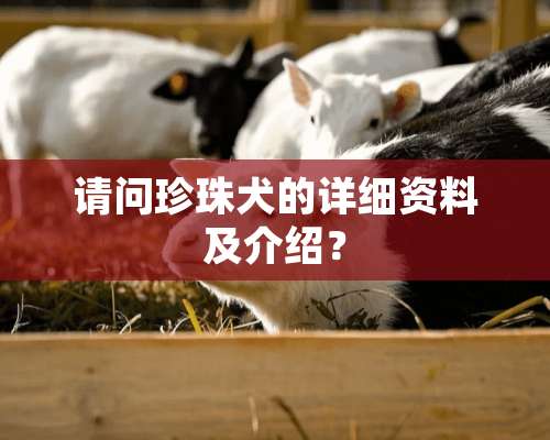 请问珍珠犬的详细资料及介绍？