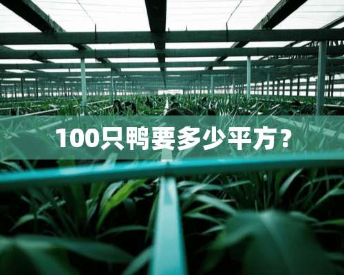 100只鸭要多少平方？