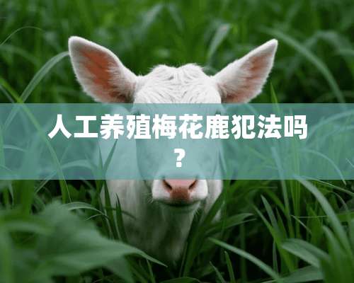 人工养殖梅花鹿犯法吗？