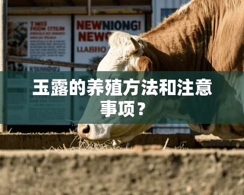 玉露的养殖方法和注意事项？