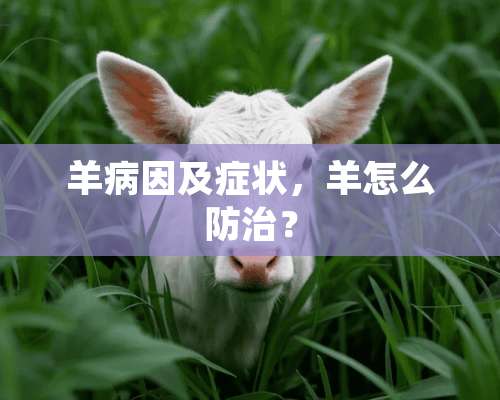 羊病因及症状，羊怎么防治？