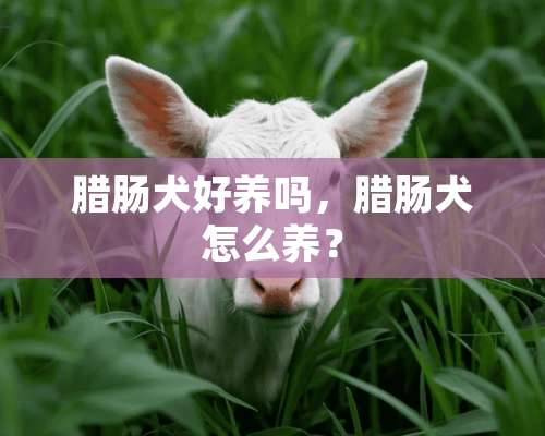 腊肠犬好养吗，腊肠犬怎么养？