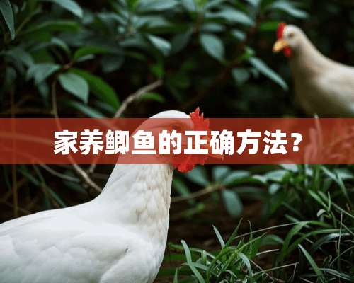 家养鲫鱼的正确方法？